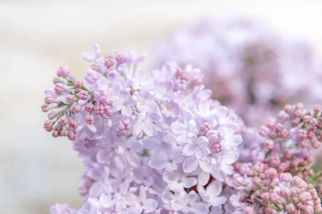 液晶面板价格连跌10个月,产业链企业谁是大赢家?-家电圈官网