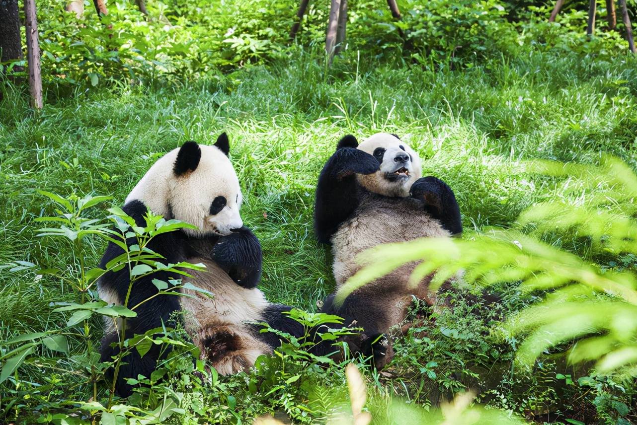 原创我国的国宝带你了解大熊猫的世界