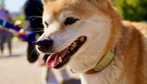 到了夏季应该预防柴犬的哪些传染病呢 体温 症状 疫苗