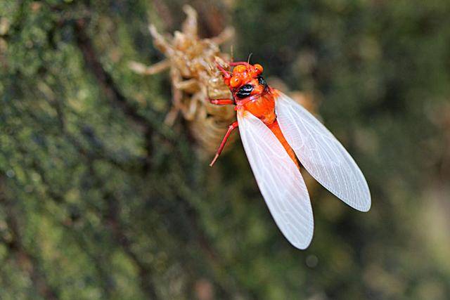 "红娘子"是什么动物?为何以前的老人说它碰不得?
