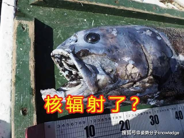 核辐射变异 日本00米深海发现2 5米长怪鱼 是什么物种 生活 研究人员 生物体