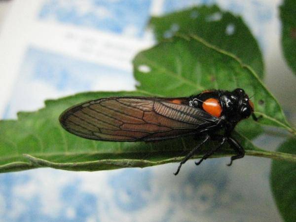 "红娘子"是什么动物?为何以前的老人说它碰不得?