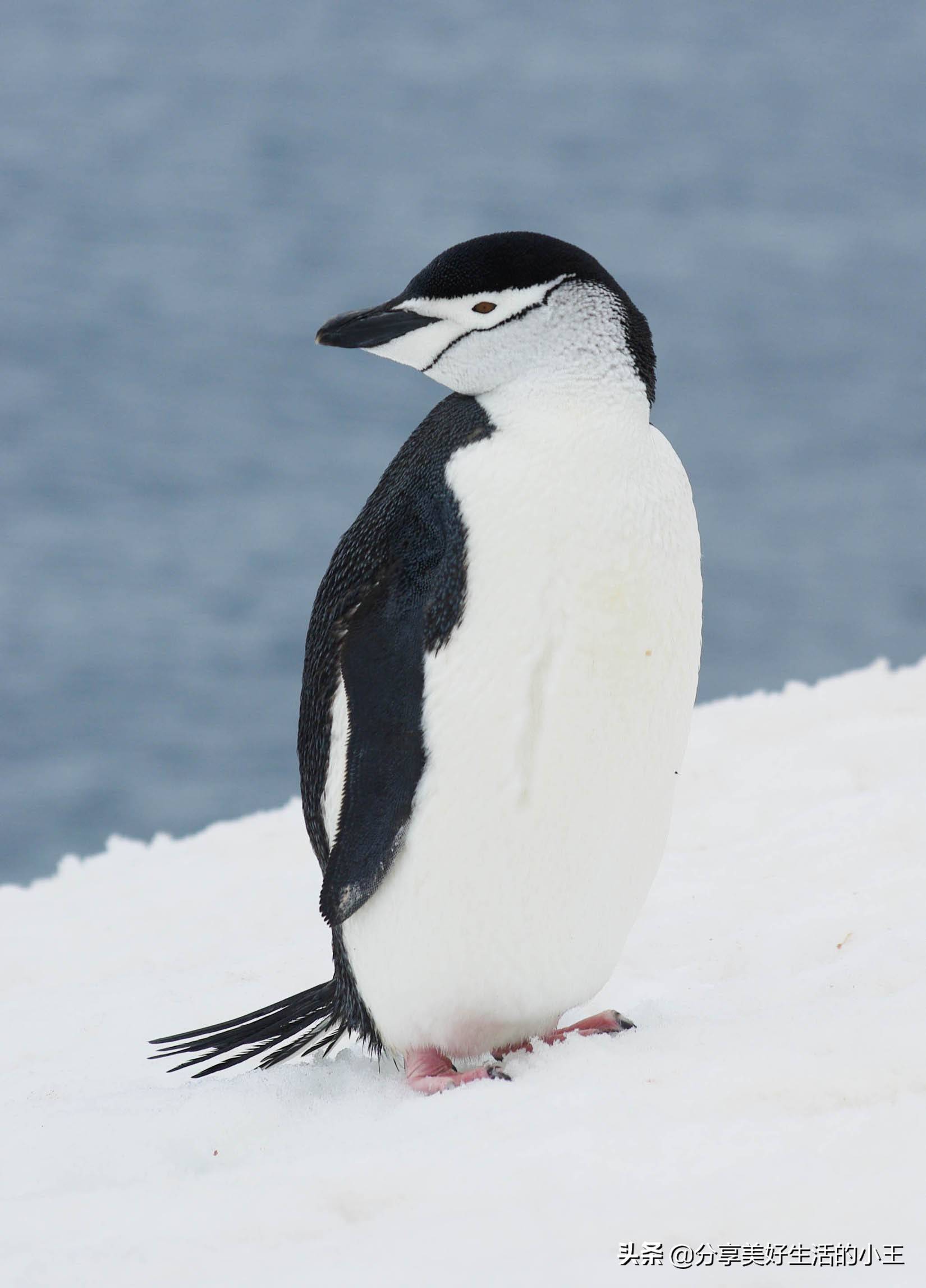 原创涨知识了南极企鹅有多少种学习一下吧