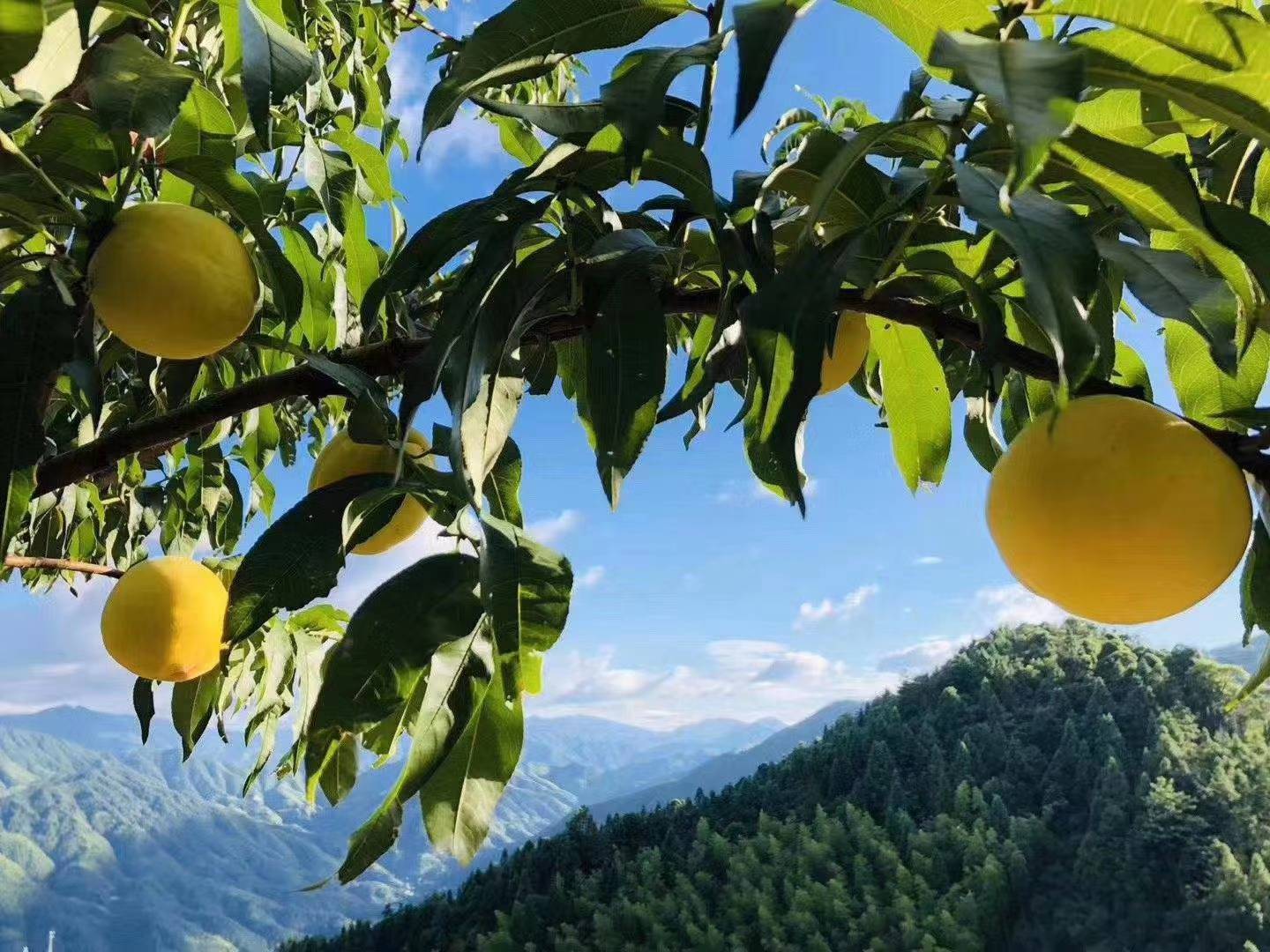 一口高山炎陵黃桃甜到我的心裡了_甜度_果園_嘴巴