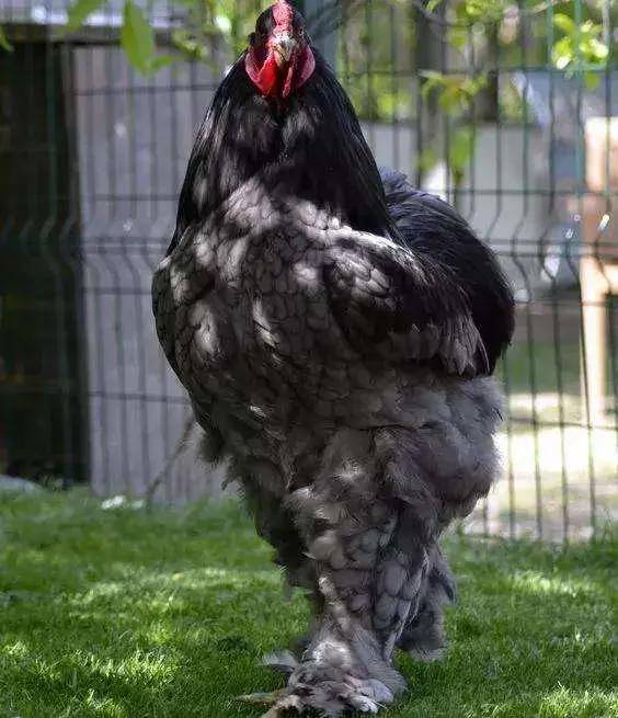 (2)波兰帽子鸡这件黑格子雪纺衫看着质感很好.