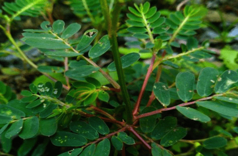 原创农村田野里的野草被称龙珠草有很好的清肝明目功效十分珍贵