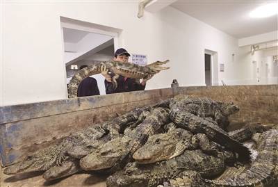 原创             安徽扬子鳄国家级自然保护区：近万只扬子鳄结束冬眠又“回来”啦