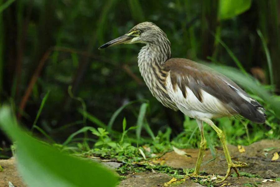 識鷺大全帶你來看鷺鷥_鷺鳥_鳥類_白鷺