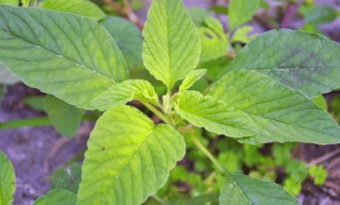 原创农村这种常见野菜人称补血菜常吃可提高造血功能很珍稀