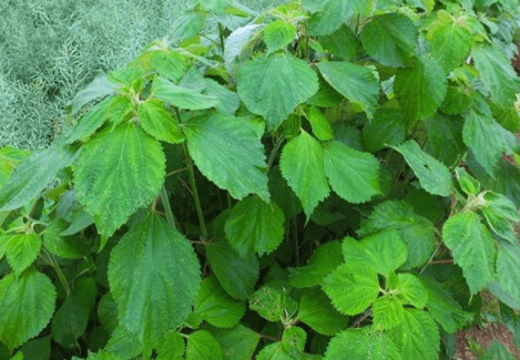 原创农村田野里的野草被称龙珠草有很好的清肝明目功效十分珍贵