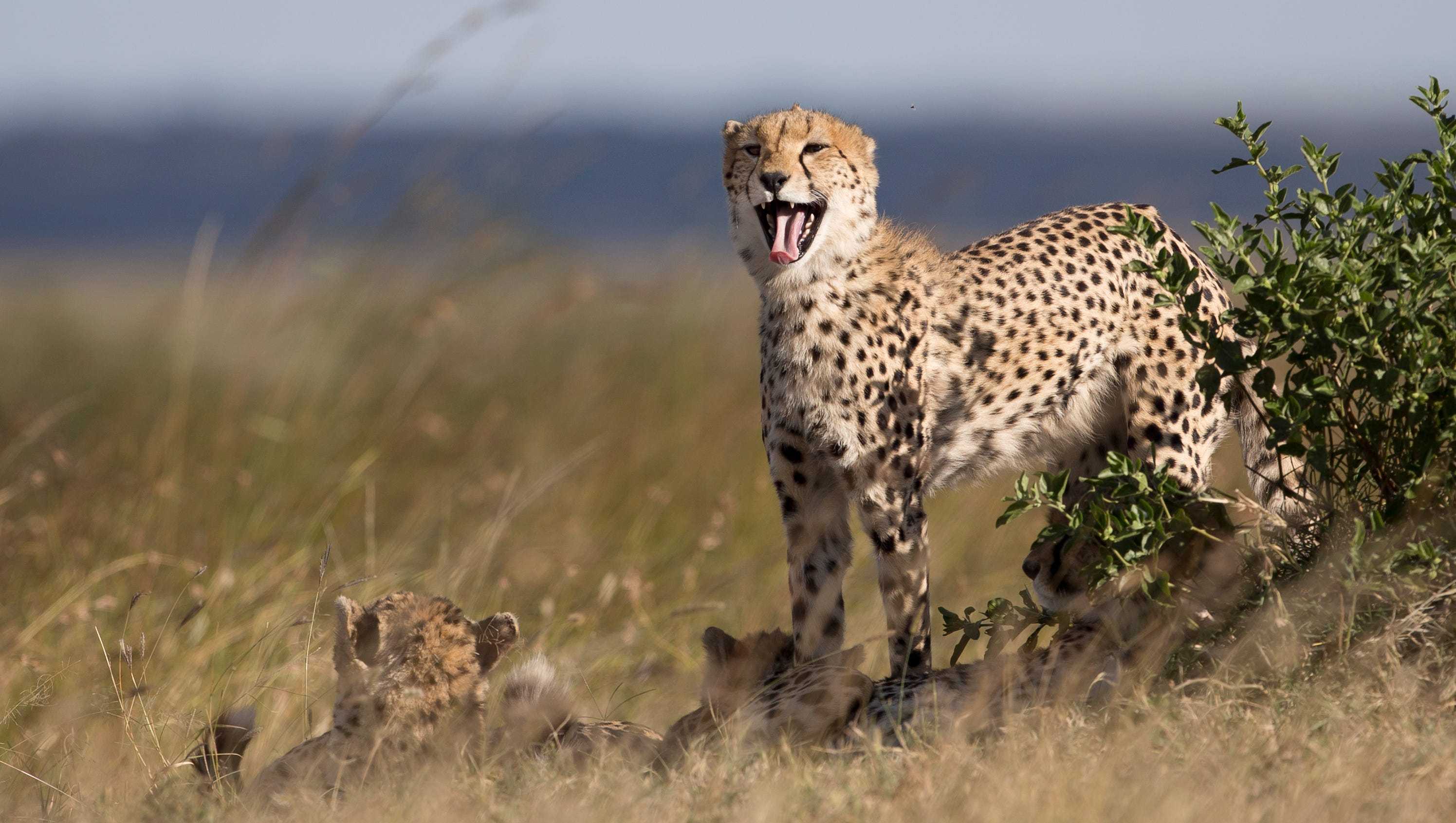 少量发现在伊朗,大多数生活在撒哈拉以南的非洲,尽管仍有一些出现在