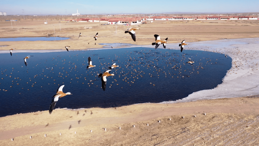 黄旗海湿地春风送暖,万物勃发,乌兰察布市黄旗海湿地保护区近万只候鸟