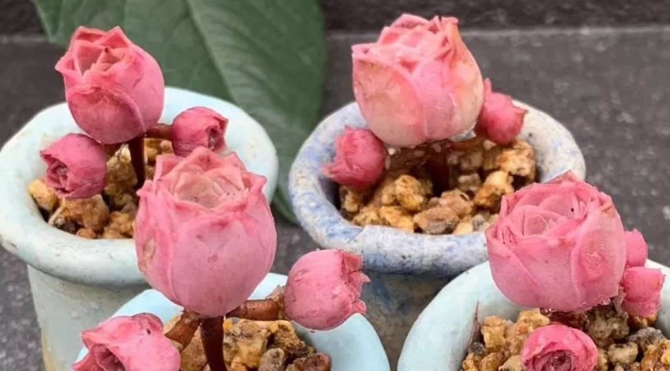 呆萌可爱又美又仙高档大气的老桩高档霸气的老桩唐印是大型多肉植物