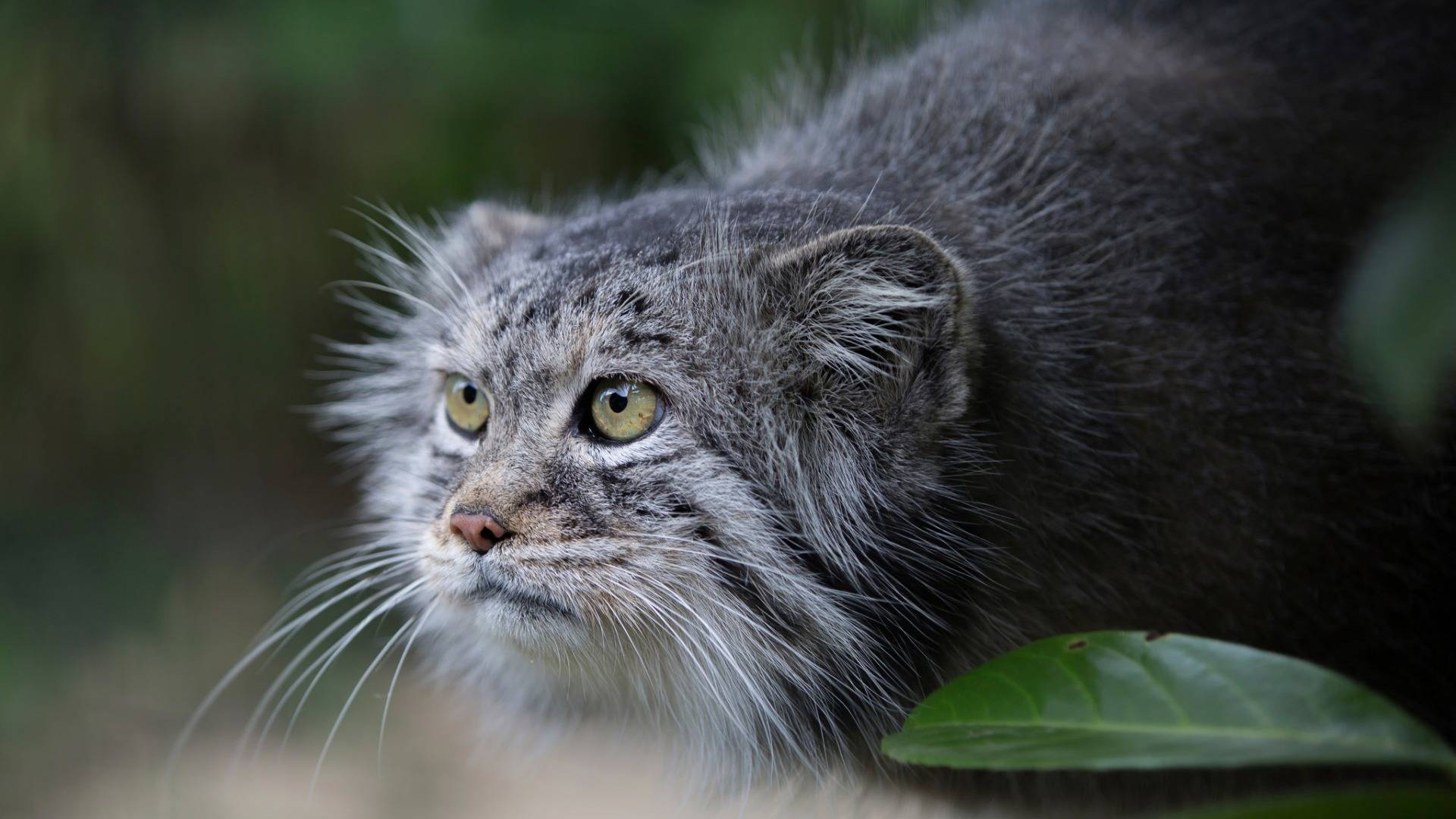 可爱的掉帧猫,鼠兔终结者,藏狐的好邻居:兔狲_高原上_动物_位置