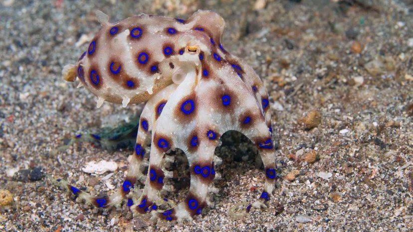 原创小小的蓝环章鱼是海洋中最致命的
