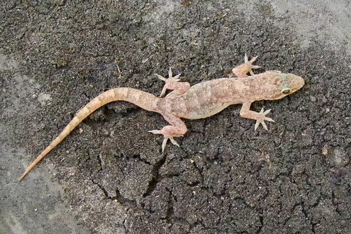 壁虎真有毒?原来它"深藏不露"_动物_女子_尿液