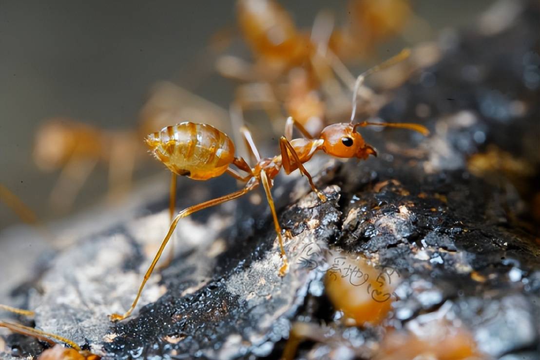 被误认作红火蚁的"李鬼"蚂蚁中,要数黄猄蚁出现的频率最高了,网络上用