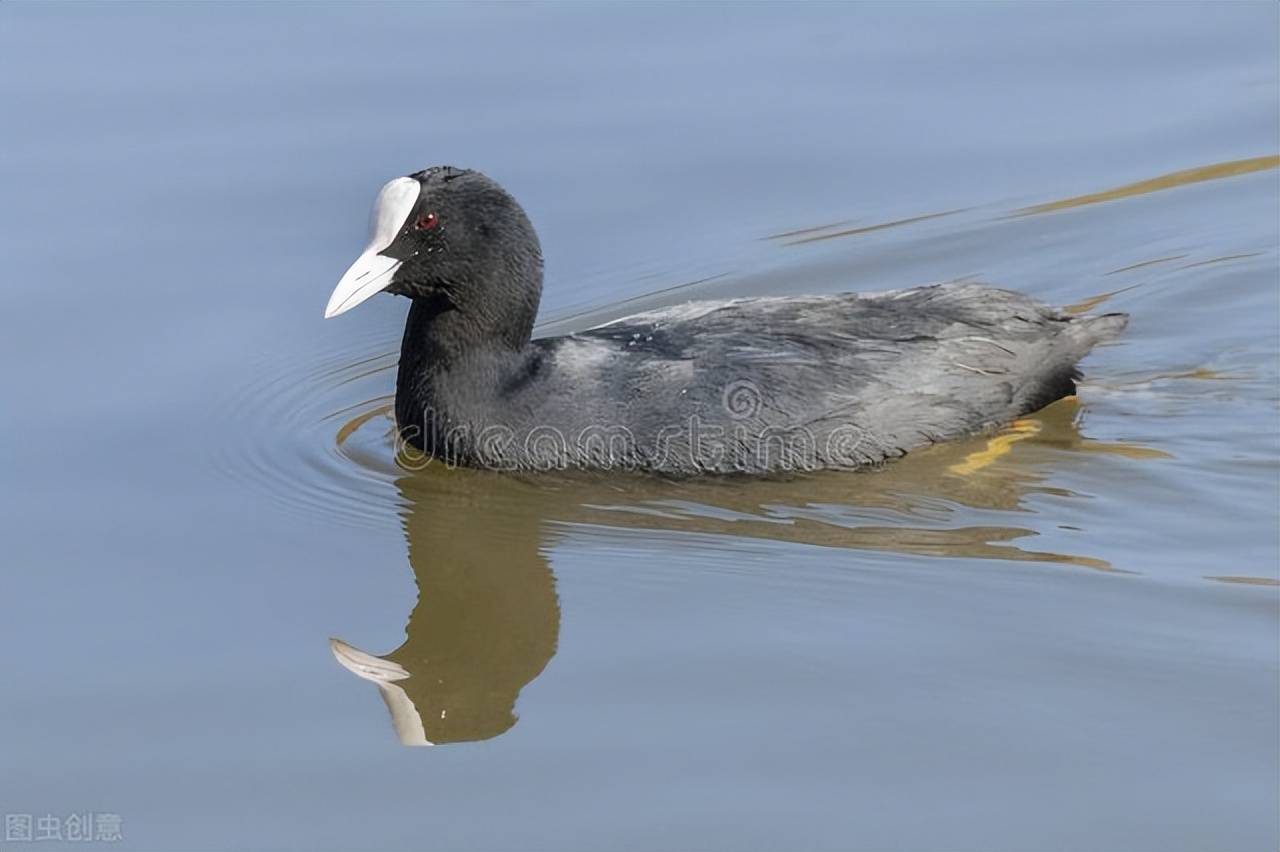 四川眉山发现野生"白骨顶",黑身白头似鸡似鸟,不发情时不爱叫_动物