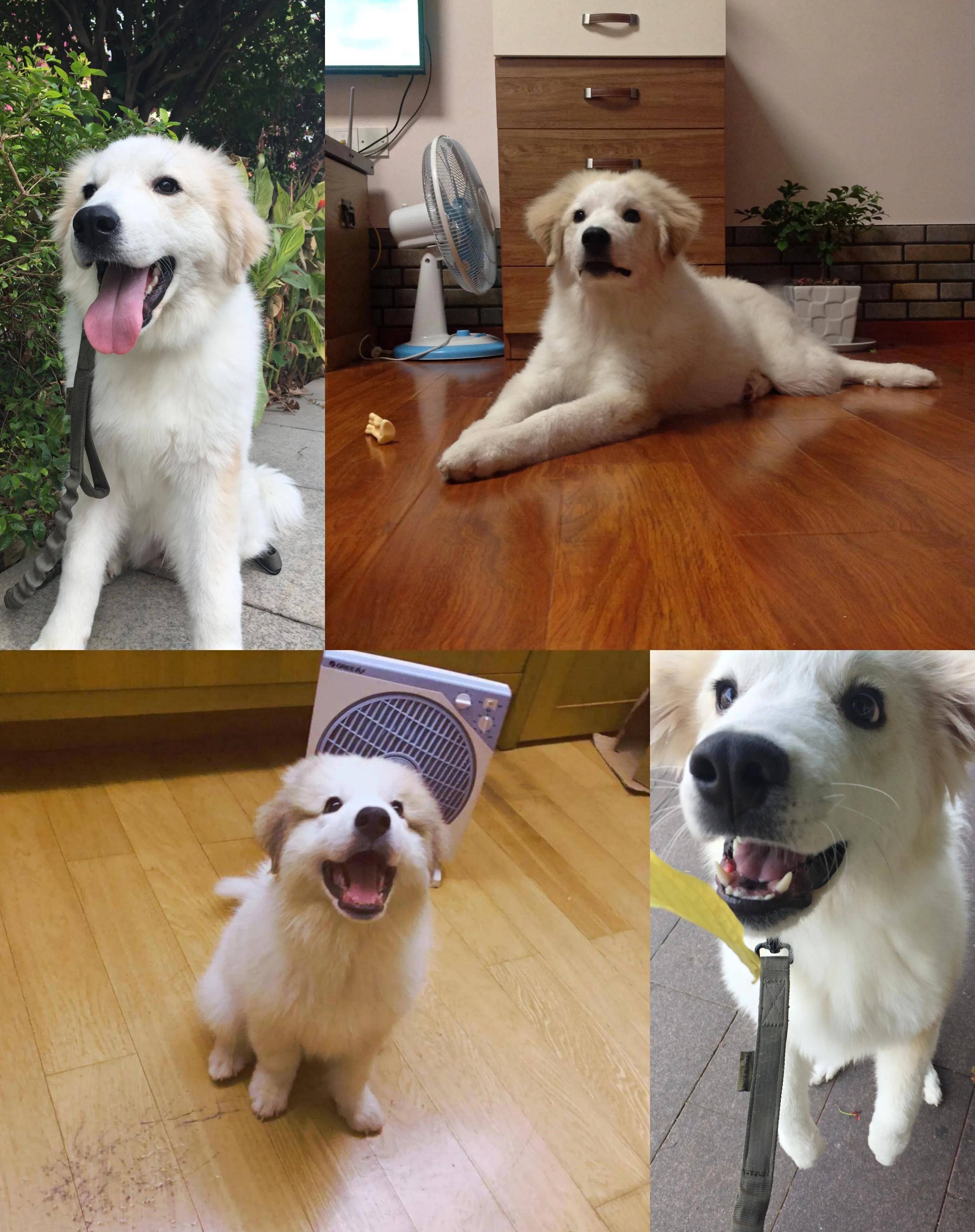 如何评价电影《星守之犬》_男子_失业_男人