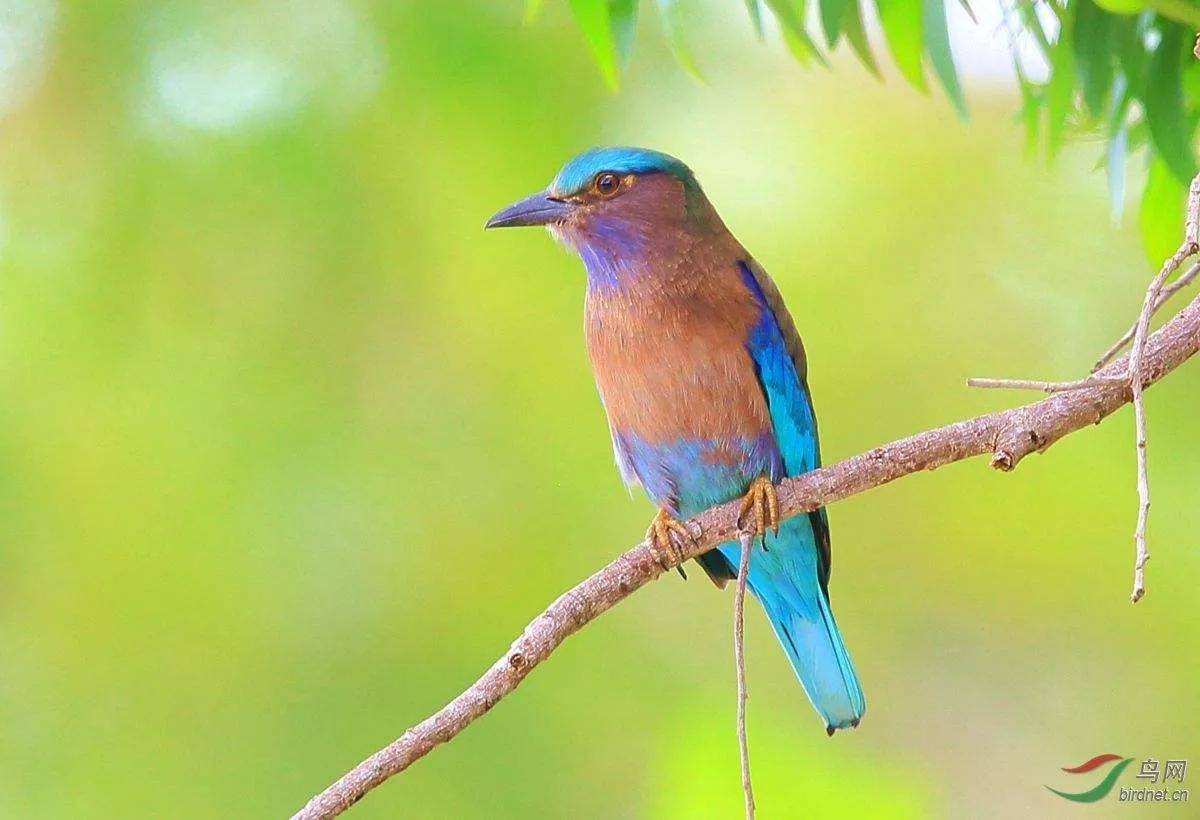 林子大了什么鸟都有,这些灵动秀逸千姿百态的鸟你见过了吗?