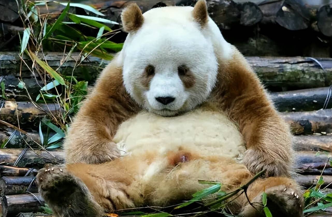 陕西秦岭发现棕色大熊猫,破坏力强,难道是返祖现象?