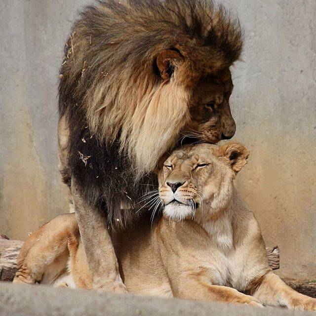 狮子夫妇合影当婚纱照在拍温柔甜宠每一幕都是偶像剧