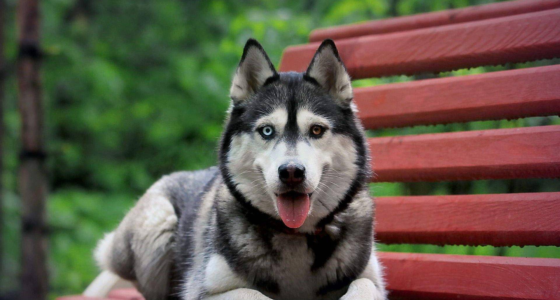 原创憨憨的哈士奇身上竟有这4点独特魅力你发现了吗