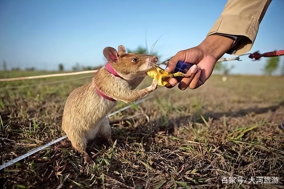 堪比特种兵的"非洲巨鼠",每年排雷1.
