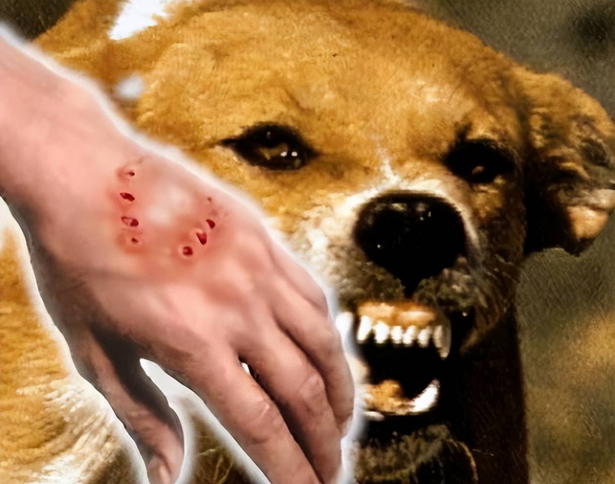 逗野狗被咬伤后,总结了7大被咬原因,快来避雷_食物_咬人_时候
