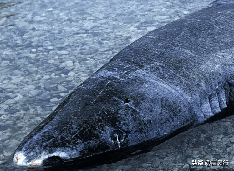 原创格陵兰鲨为什么长寿格陵兰鲨图片