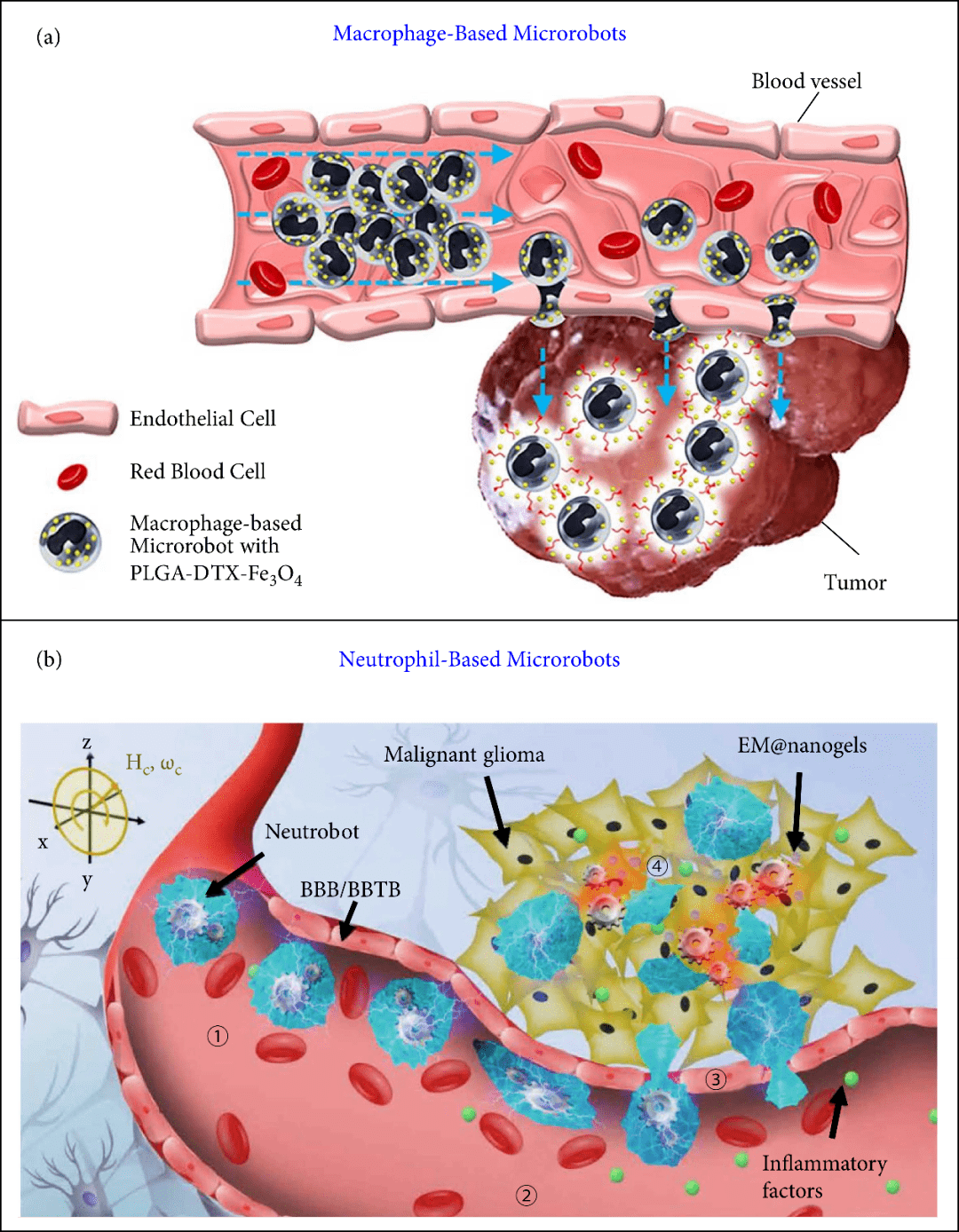 生物杂化微纳米机器人新进展,技术有望彻底改变医学_精子_药物_细胞