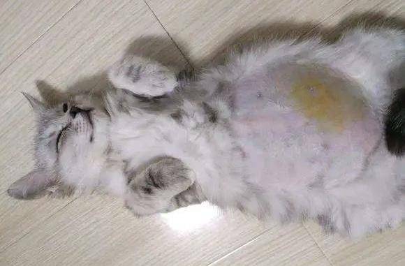 原创关于猫腹水你想知道得都在这里