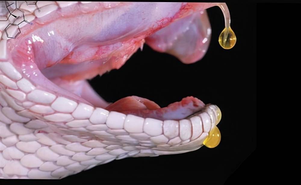 蛇钻进引擎盖被卡住:被其咬伤,30分钟就会毒发身亡_毒液_猎物_毒蛇