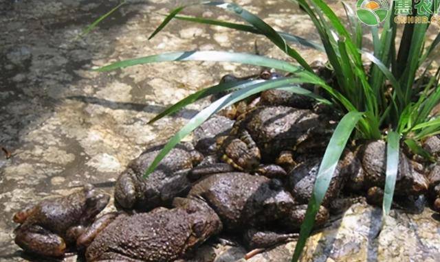 3年才长成,一只约半斤,唯有山泉水能养活,价格昂贵却十养九赔_养殖