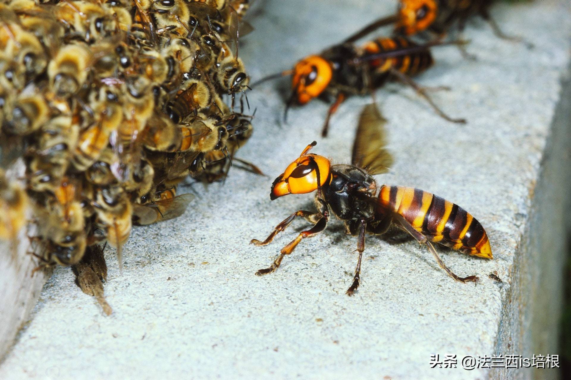 虎头蜂大战黄蜂图片