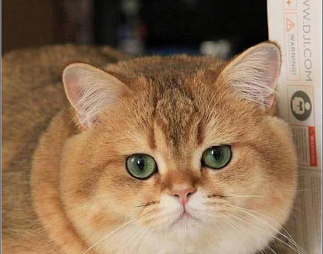 快醒醒吧不要用猫咪的寿命换来猫咪胖胖的那份可爱