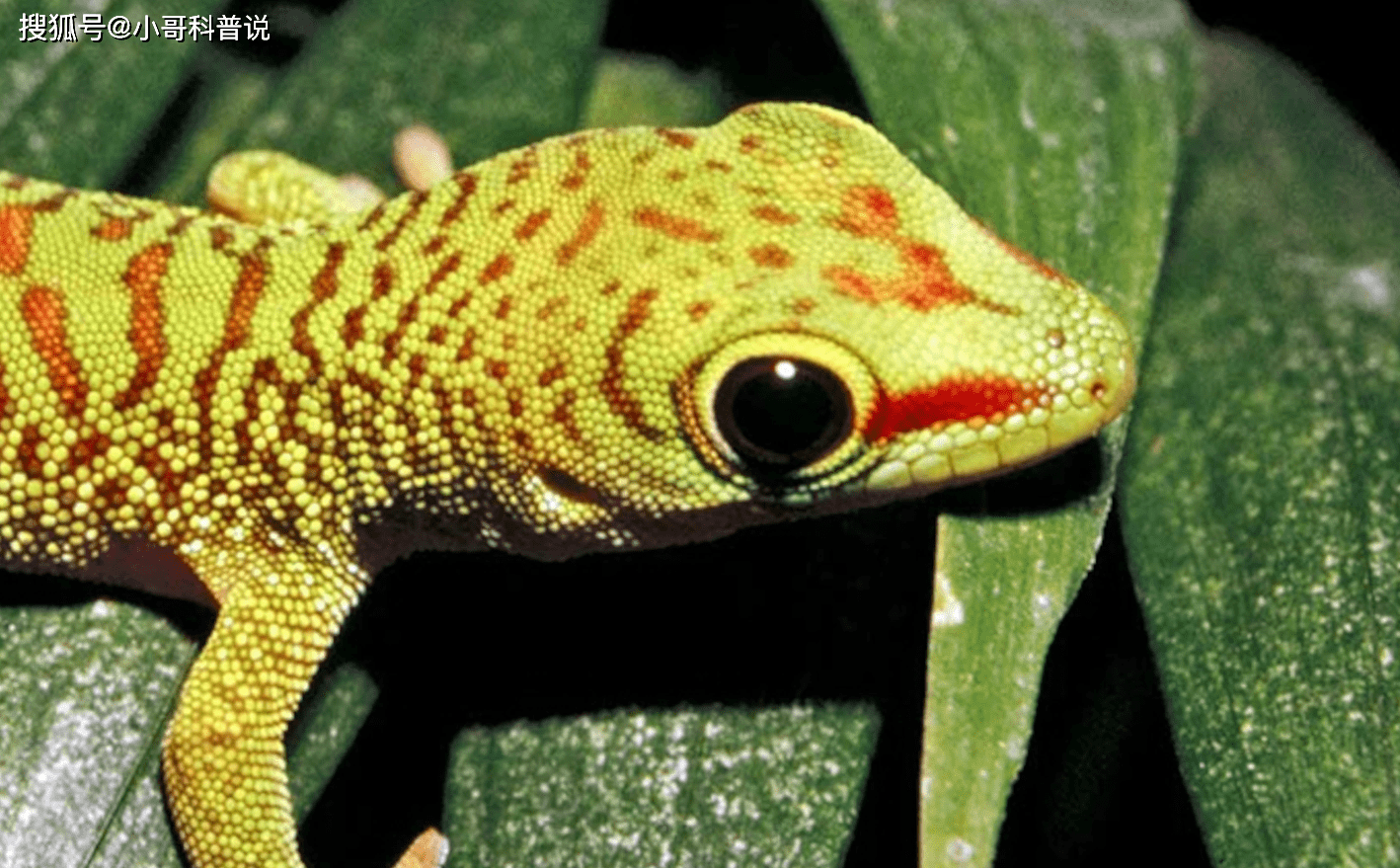 壁虎被人们归为五毒之一它的毒到底从何而来