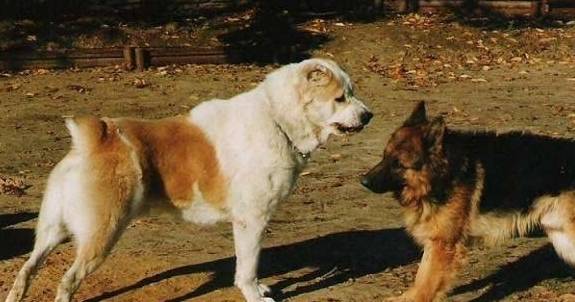 下雨天去生态园遇见一"小马驹"吓坏了,德牧怕它藏獒都它被秒杀_中亚