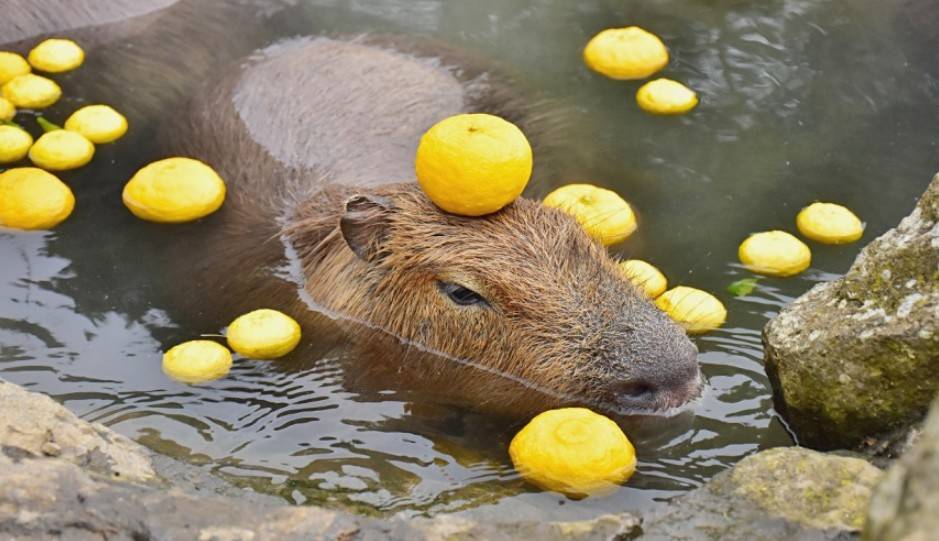 超萌水豚君小知识一次告诉你_伊豆_动物园_公园