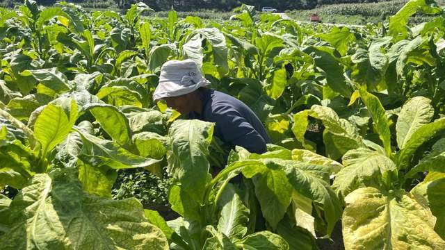 一片片硕大,翠绿的烟叶迎风摇曳,烟农们忙碌于田间地头,将成熟的烟叶