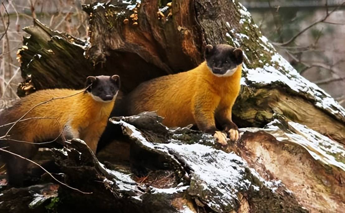 原创罕见浙江九龙山拍到黄喉貂个头不大却是野猪天敌行踪很神秘