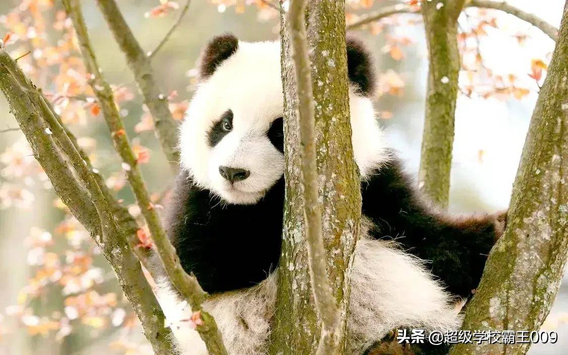 可爱的大熊猫正式上线了!