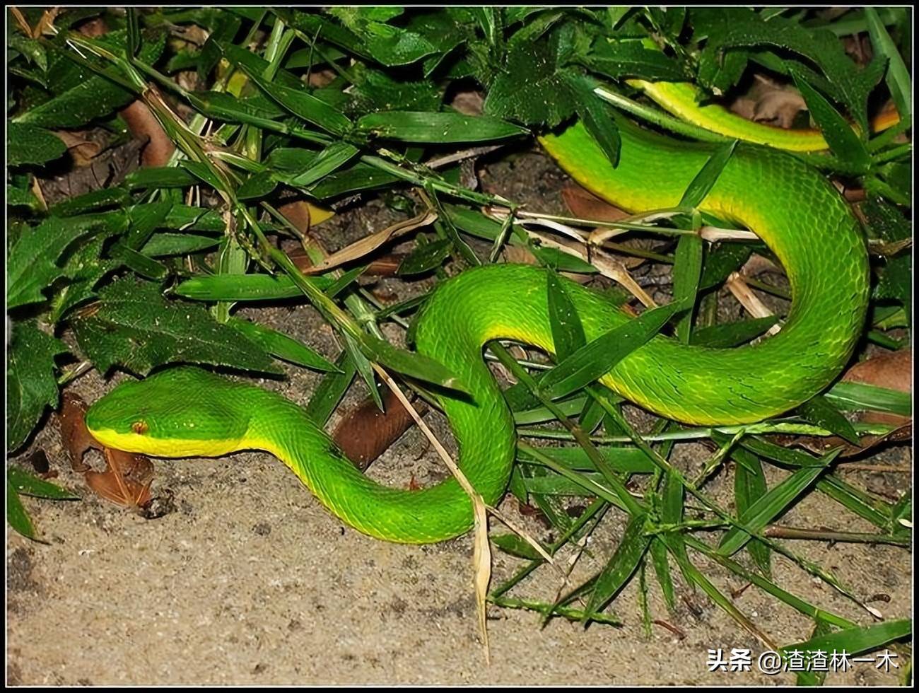 原創蛇鳥大戰蛇被鳥打得屁滾尿流蛇是鳥的天敵鳥為什麼能贏