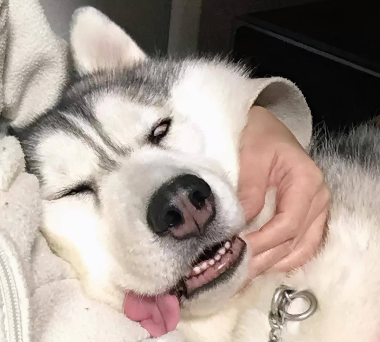 原创不要蠢得以为长得好看的哈士奇就会是个正常狗