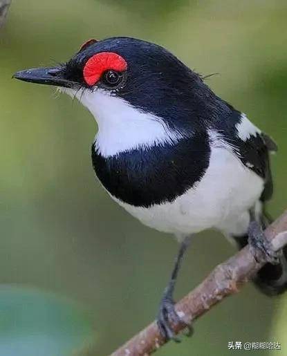 原创大自然珍贵罕见的鸟类美丽活泼呆萌可爱体型奇特