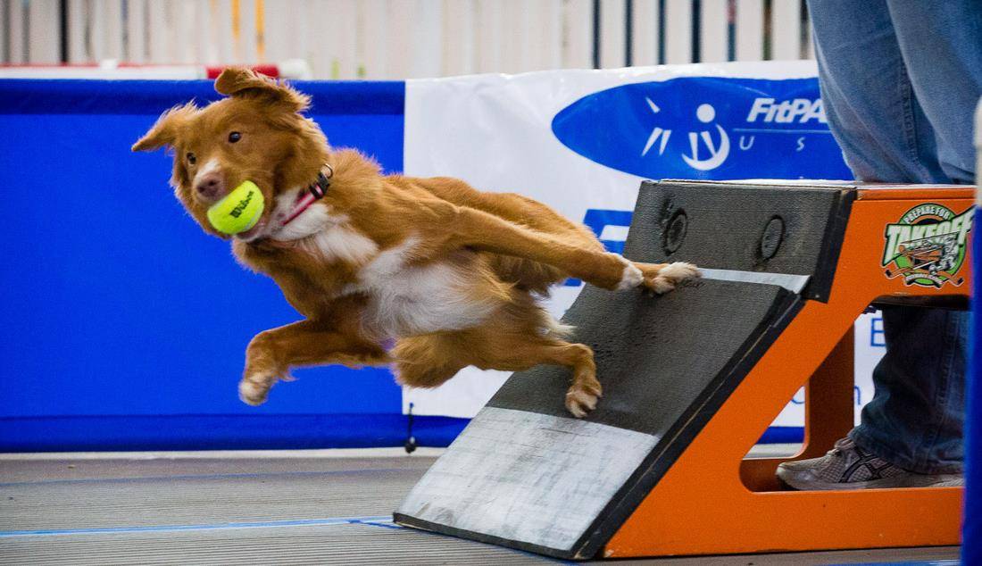 狗狗需要在赛道跨过四个栏杆,最终触发开关,把弹出的网球带回主人的