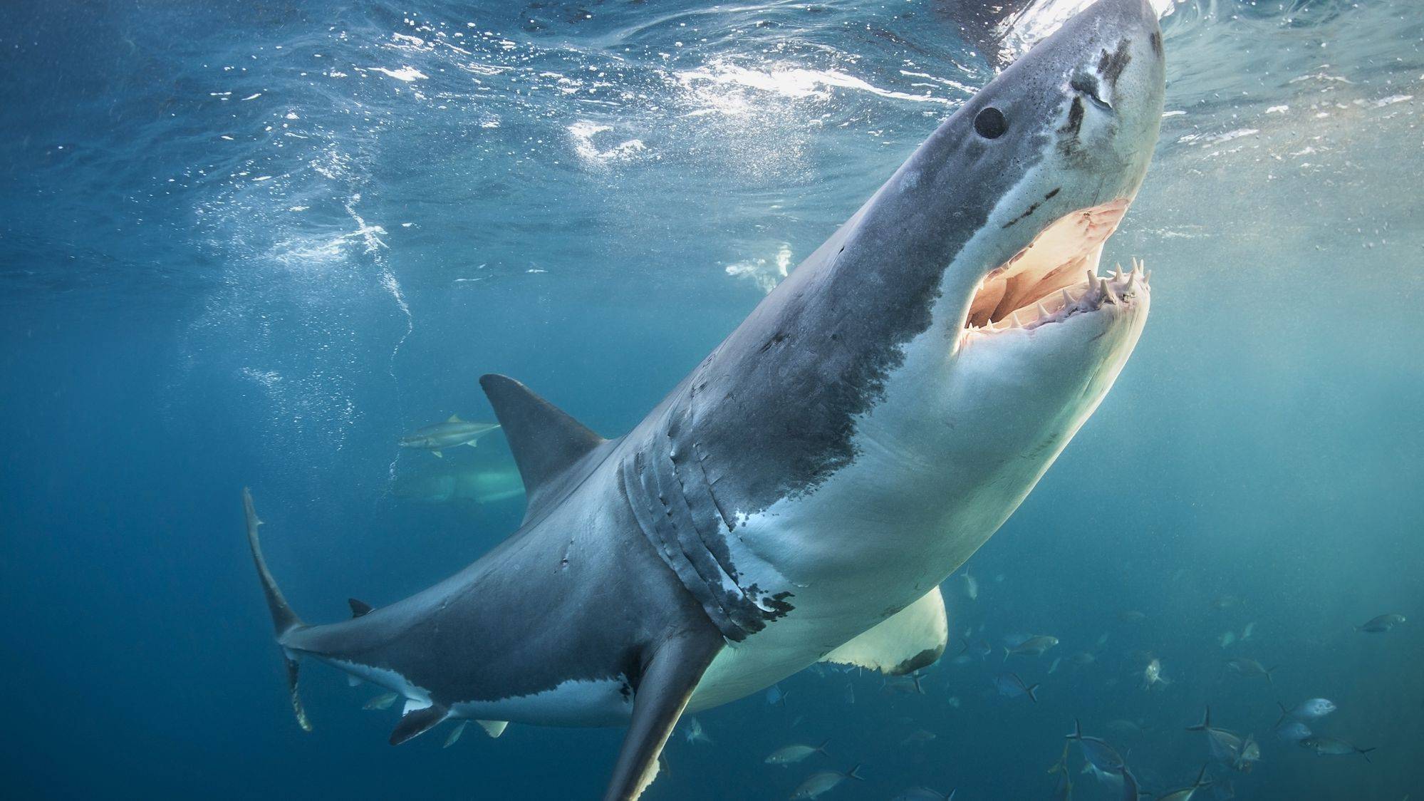 也让大白鲨的性情十分凶猛,让它们在海洋里肆无忌惮游荡,几乎没有天敌