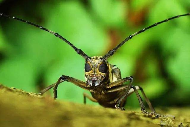 天牛是益虫还是害虫