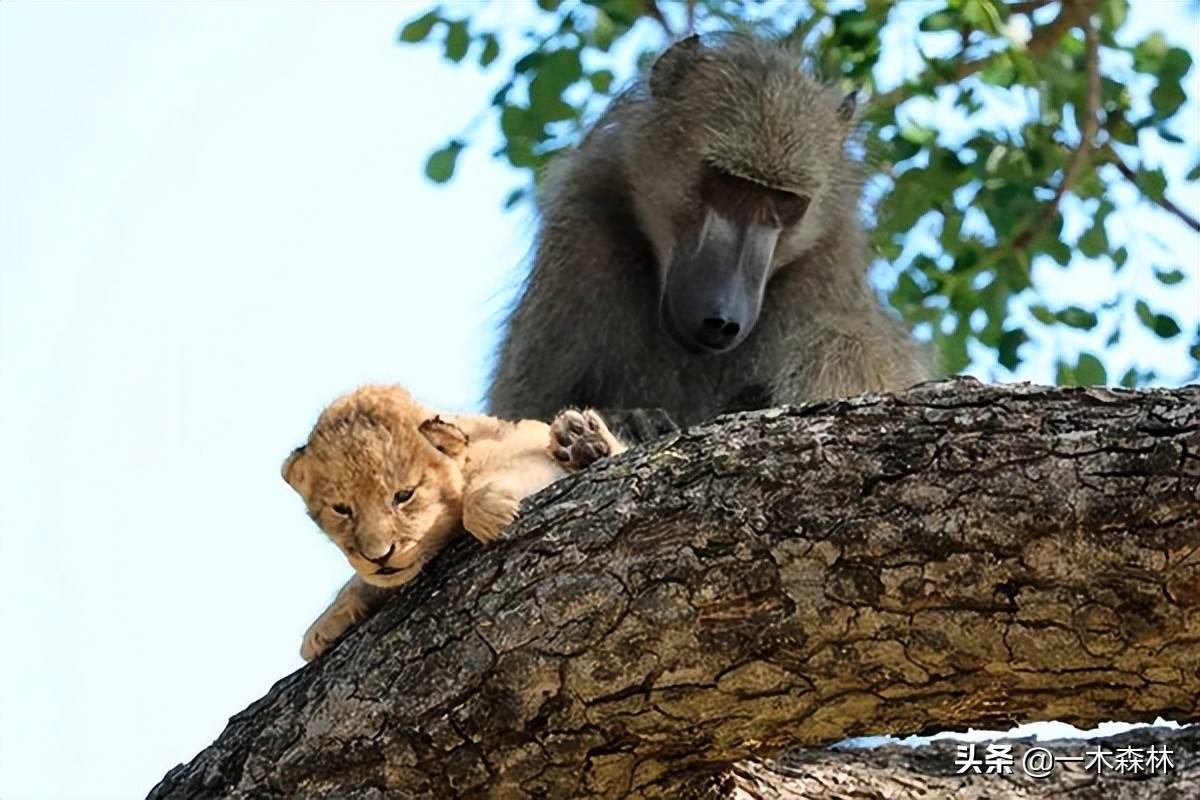 动物界的“偷娃狂魔”，狒狒为何喜好盗取其它动物的幼崽？（狒狒为什么偷幼崽）