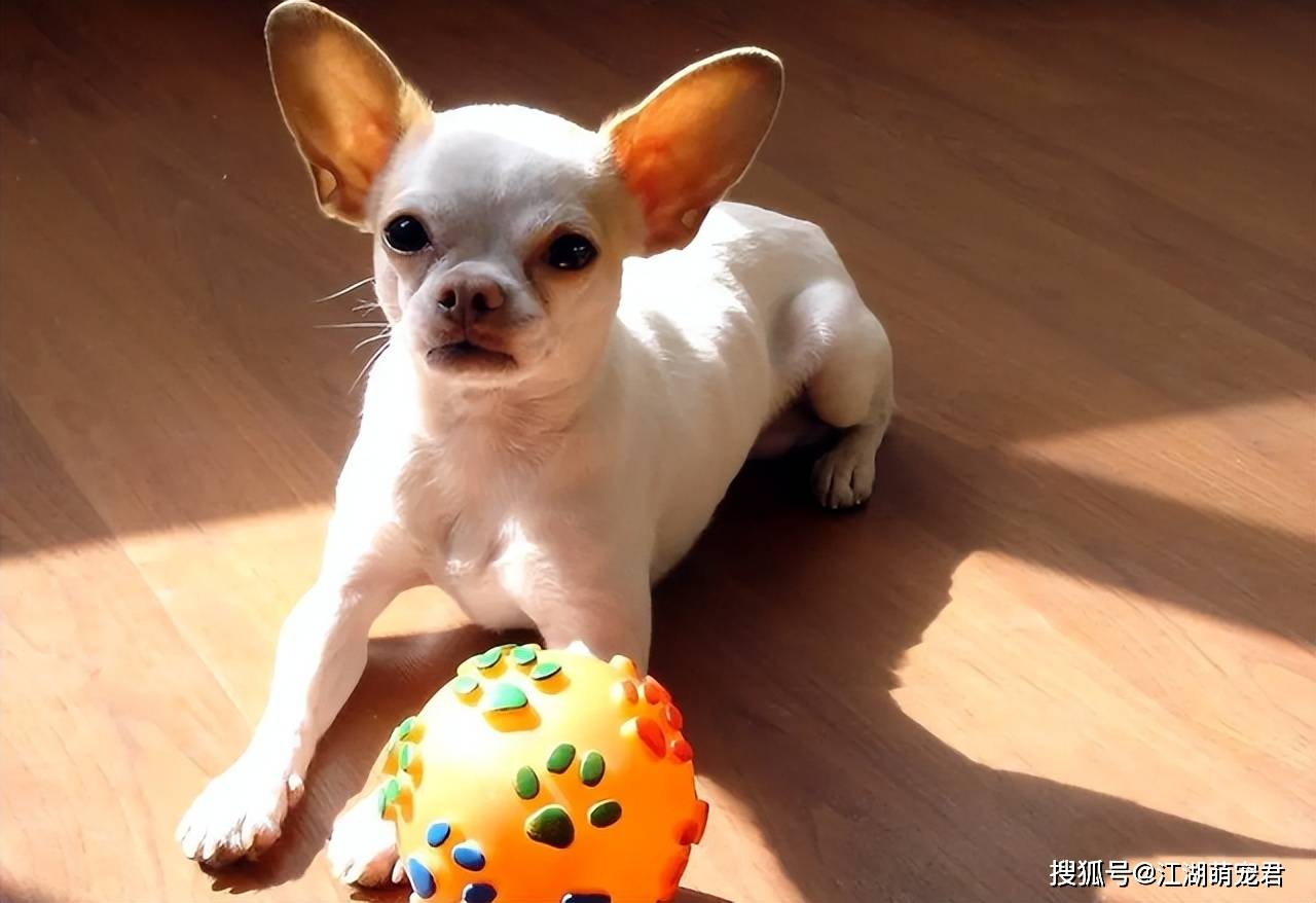 原创大眼萌娃吉娃娃未必难养教你5招